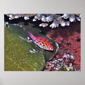 Hawkfish och Coral Poster