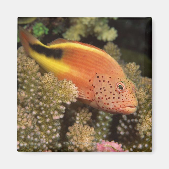Hawkfish-peror på stenkoraller magnet (Framsidan)