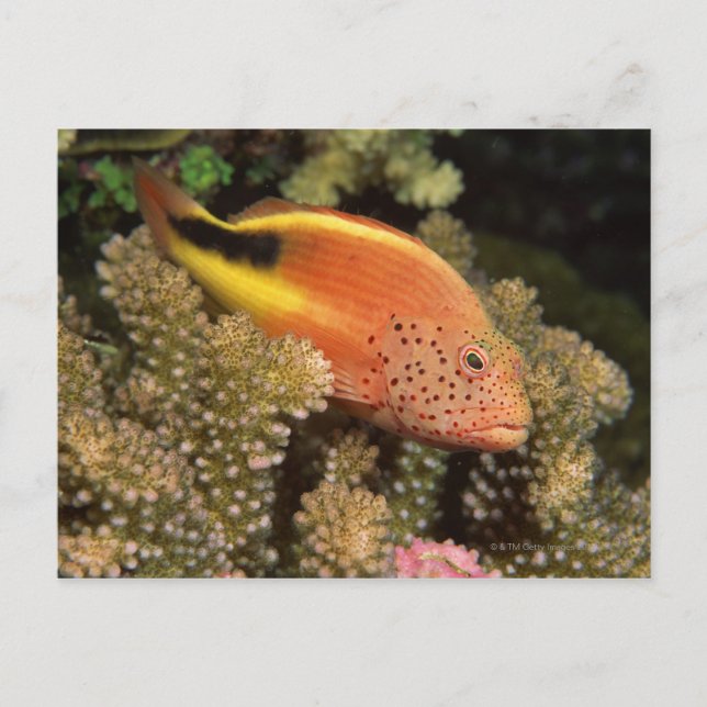 Hawkfish-peror på stenkoraller vykort (Framsida)