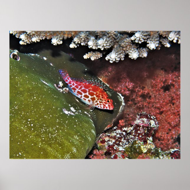 Hawkfish Poster (Framsidan)