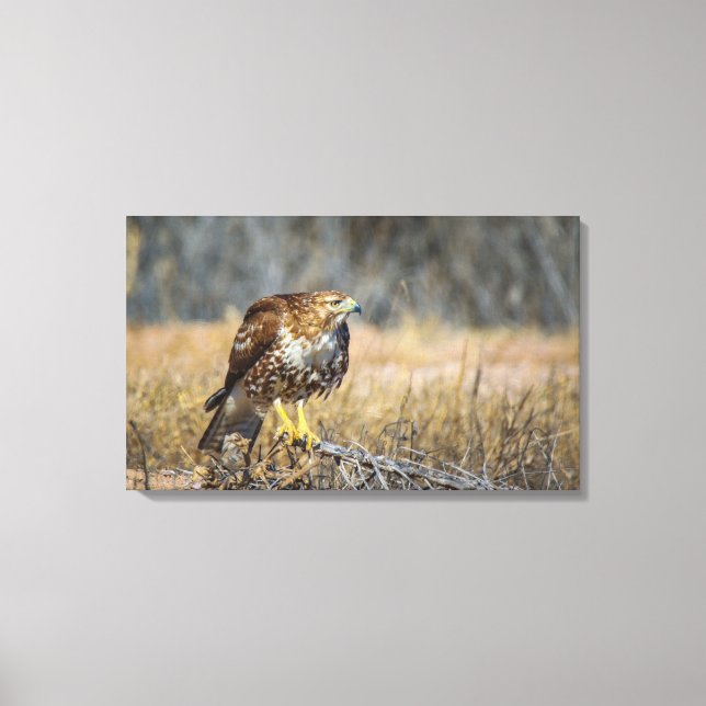 Hawks öga canvastryck (Framsida)