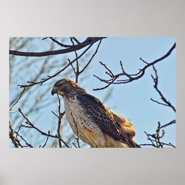 Hawks Öga Poster (Framsidan)