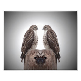 Hawks på en post fototryck