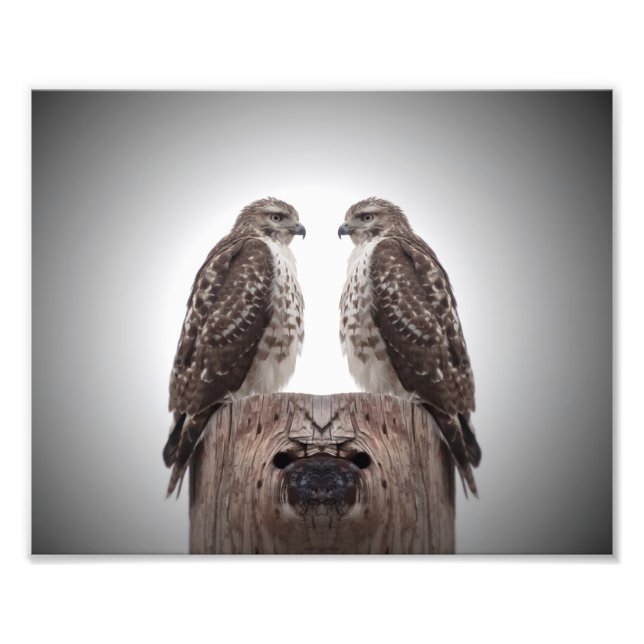 Hawks på en post fototryck (Framsidan)