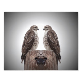 Hawks på en post fototryck