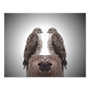 Hawks på en post fototryck