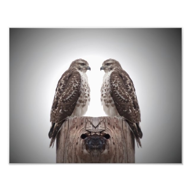 Hawks på en post fototryck (Framsidan)