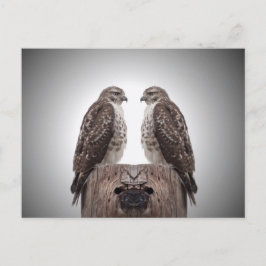 Hawks på en post vykort