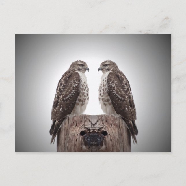 Hawks på en post vykort (Framsida)