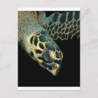 Hawksbill Angel