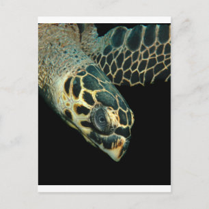 Hawksbill Angel Vykort