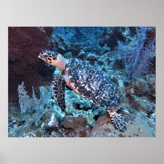 Hawksbill-blandning in poster (Framsidan)