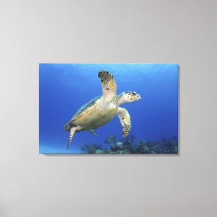 Hawksbill havssköldpadda canvastryck