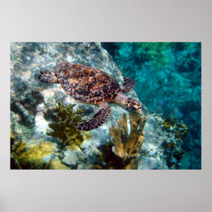 Hawksbill havssköldpadda, US Virgin Islands Poster