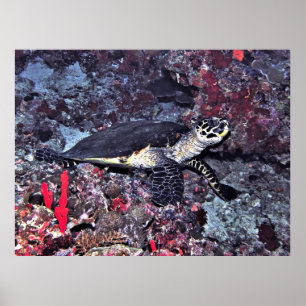 Hawksbill i Maldives Poster