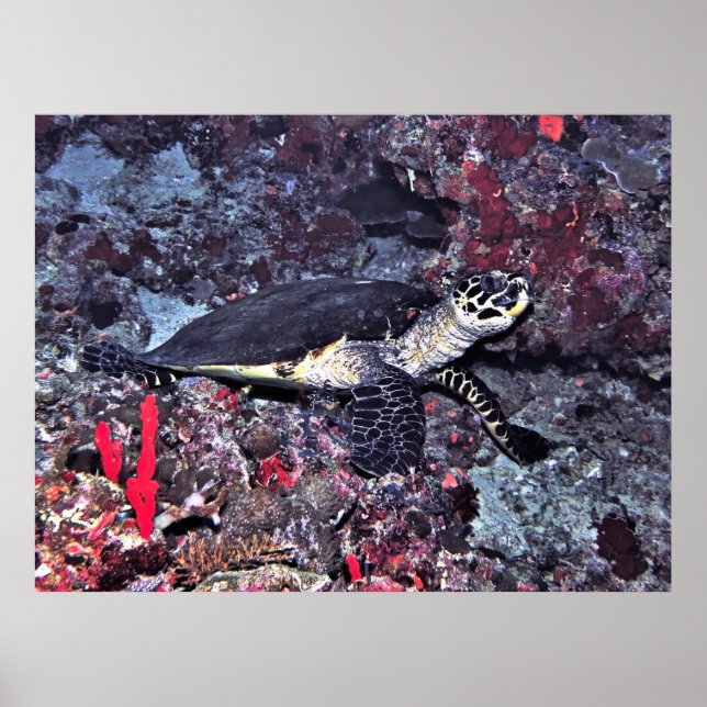 Hawksbill i Maldives Poster (Framsidan)