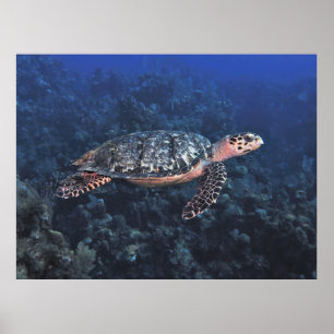 Hawksbill i Roatan Poster