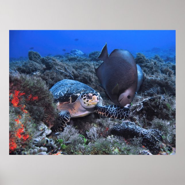 Hawksbill och Angelfish Poster (Framsidan)