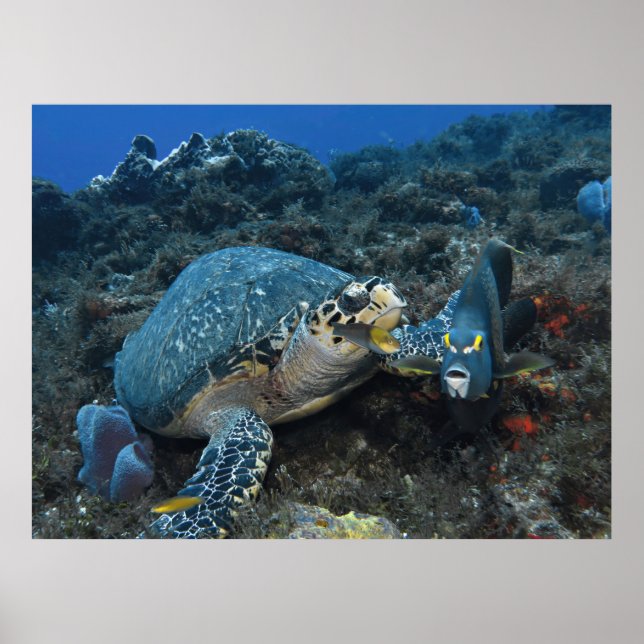 Hawksbill och Crew Poster (Framsidan)