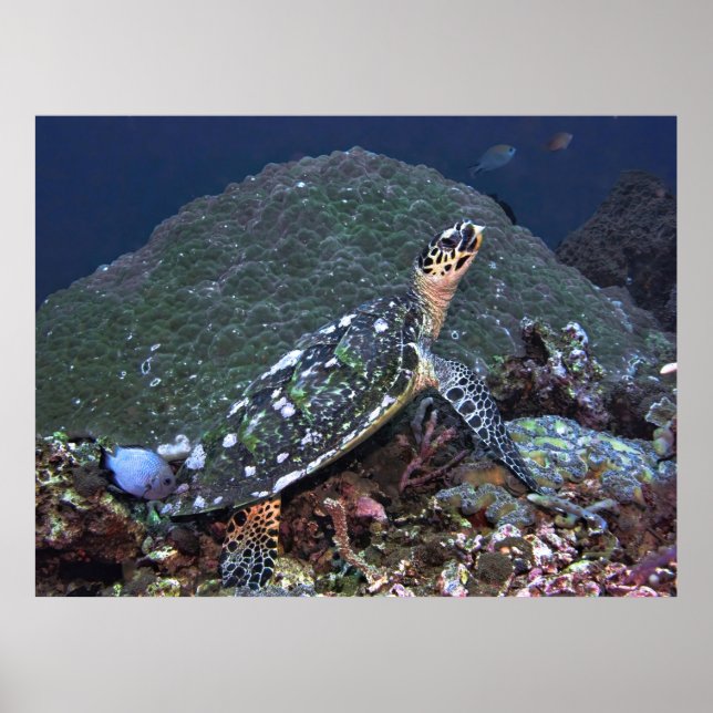 Hawksbill on the Reef Poster (Framsidan)