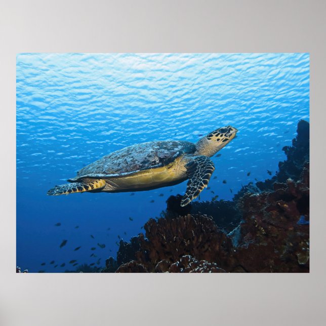 Hawksbill Passing by Poster (Framsidan)