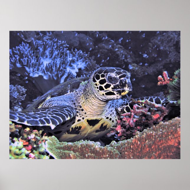 Hawksbill Porträtt Poster (Framsidan)