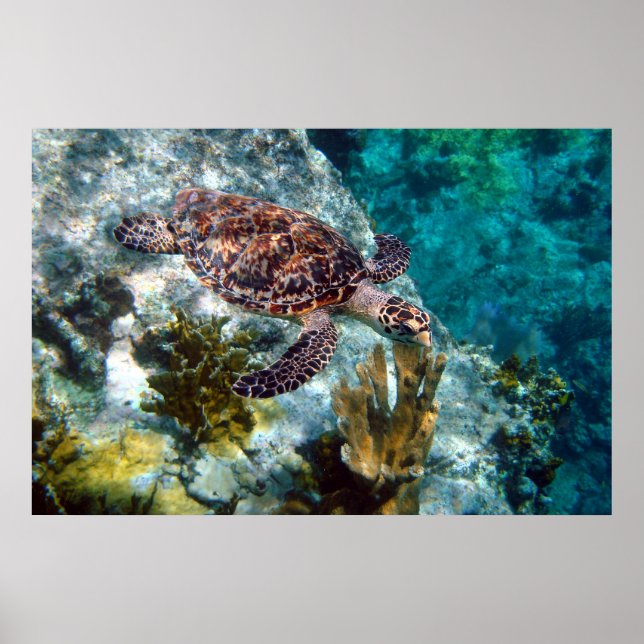Hawksbill Sea Turtle, Amerikanska Jungfruöarna Poster (Framsidan)