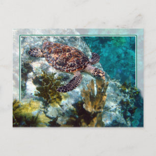 Hawksbill Sea Turtle, Amerikanska Jungfruöarna Vykort