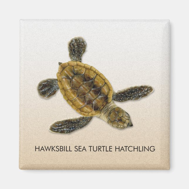Hawksbill Sea Turtle Hatchling Magnet (Framsidan)