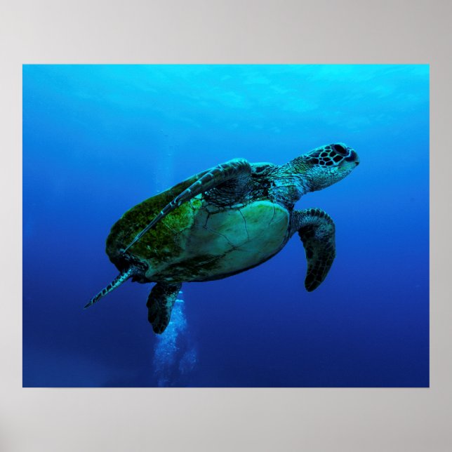 Hawksbill Sea Turtle Poster (Framsidan)