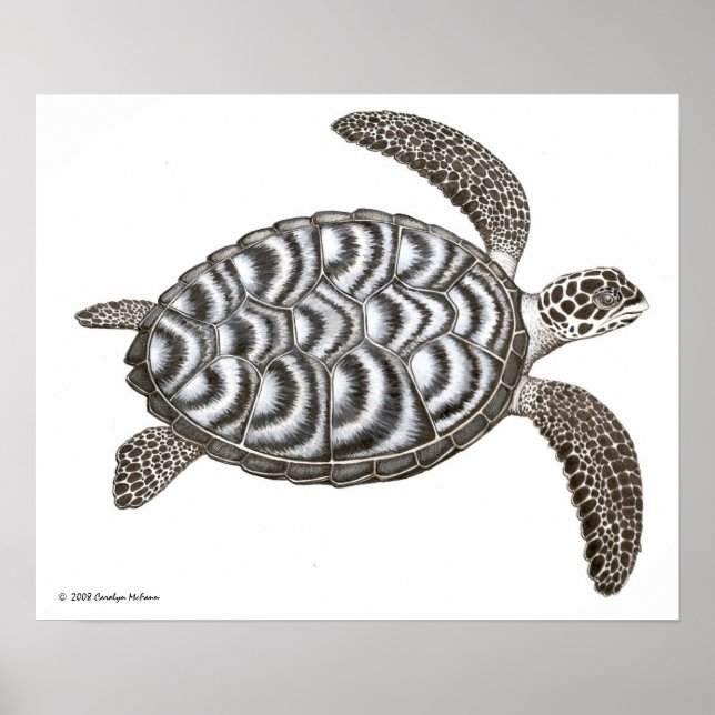 Hawksbill Sea Turtle Skriv ut Poster (Framsidan)