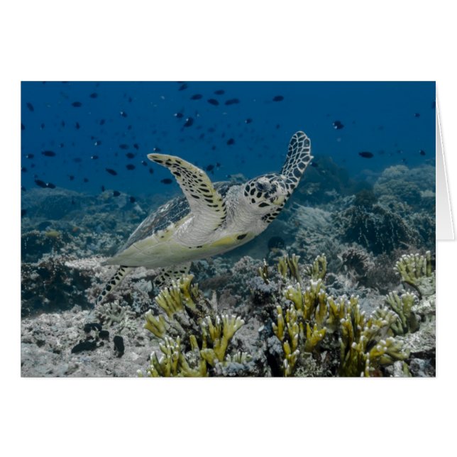 Hawksbill Sea Turtle Swimming Hälsningskort (Framsidan Horizontal)