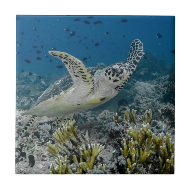 Hawksbill Sea Turtle Swimming Kakelplatta (Framsidan)