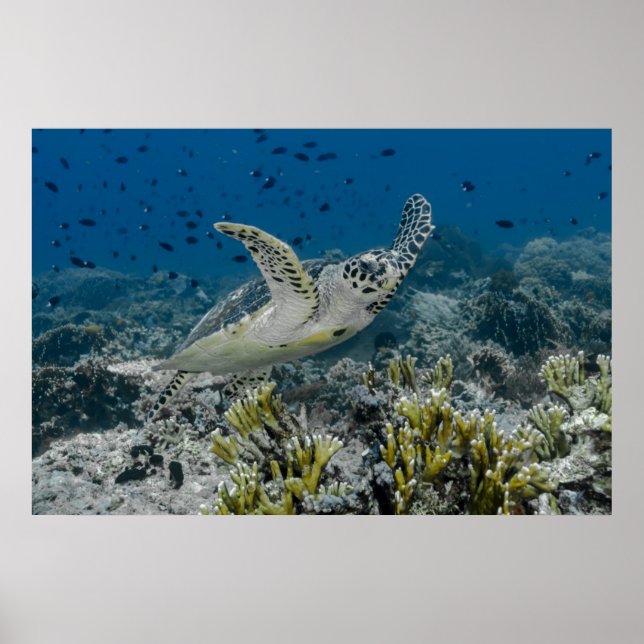 Hawksbill Sea Turtle Swimming Poster (Framsidan)