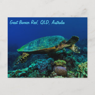 Hawksbill Sea Turtle-vykort Vykort