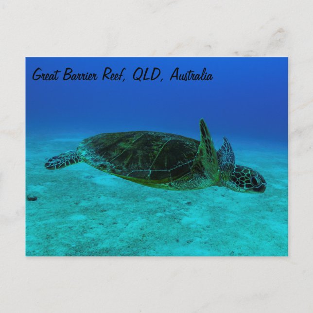 Hawksbill Sea Turtle-vykort Vykort (Framsida)