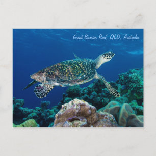 Hawksbill Sea Turtle-vykort Vykort