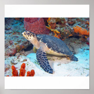 Hawksbill sköldpadda poster