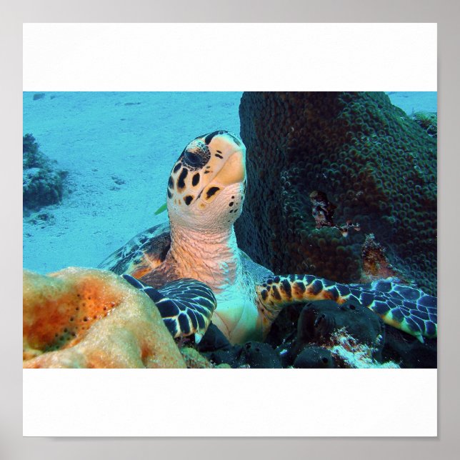 Hawksbill Turtle Poster (Framsidan)