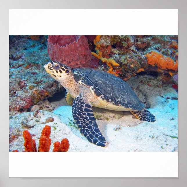 Hawksbill turtle poster (Framsidan)