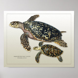 Hawksbill Vuxen och Juvenile Print Poster