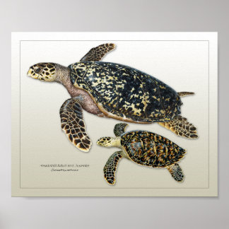 Hawksbill Vuxen och Juvenile Print Poster