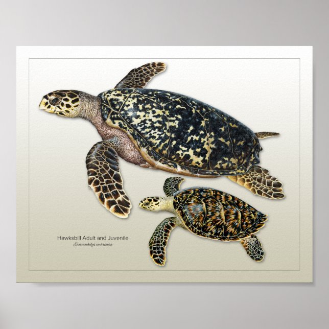 Hawksbill Vuxen och Juvenile Print Poster (Framsidan)