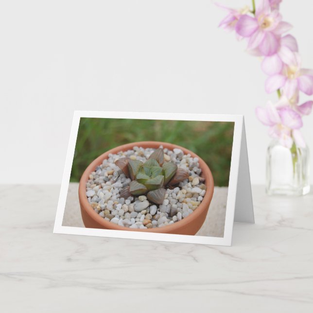Haworthia cooperi, Sukkulent Växt Kort (Orkide)
