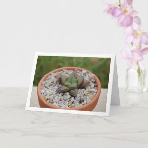 Haworthia cooperi, Sukkulent Växt Kort