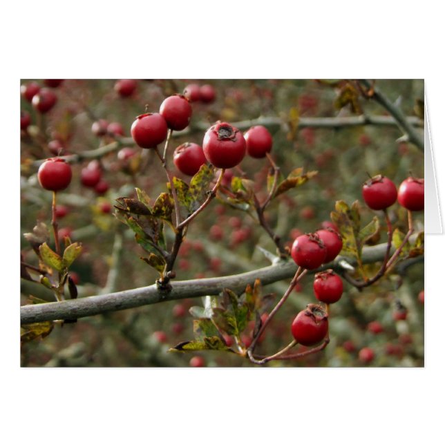 Hawthorn Berries-kort Hälsningskort (Framsidan Horizontal)