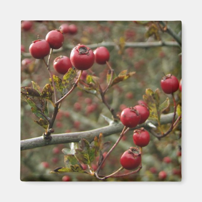 Hawthorn Berries Magnet (Framsidan)