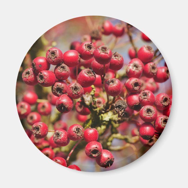 Hawthorn Berries Magnet (Framsidan)
