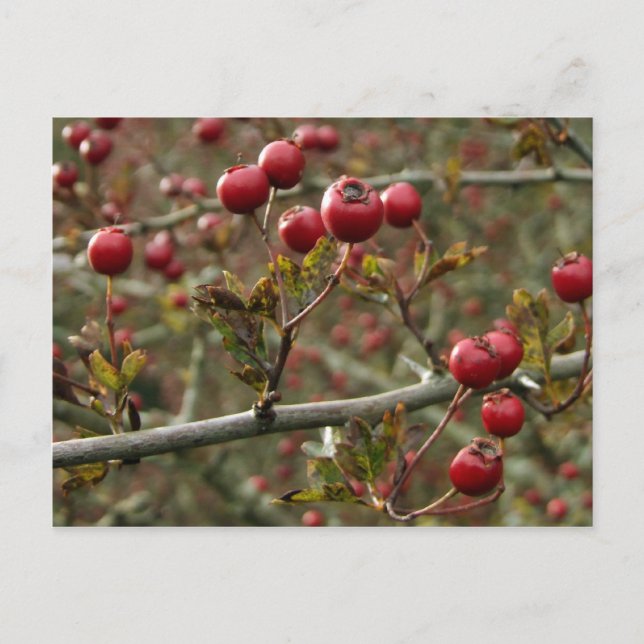 Hawthorn Berries vykort (Framsida)
