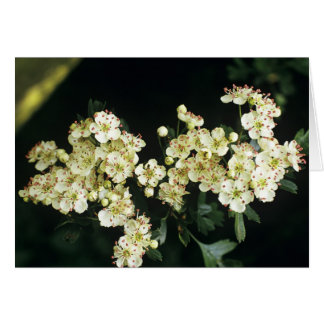 Hawthorn Blommar Hälsningskort